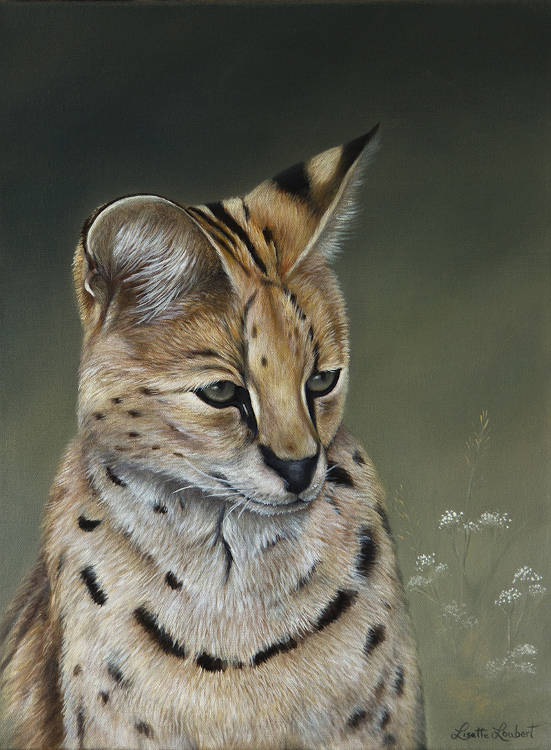 serval 16x12 2018 vendu